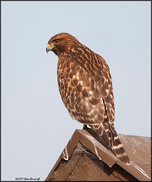 _1SB0204 red-shouldered hawk hawk.jpg